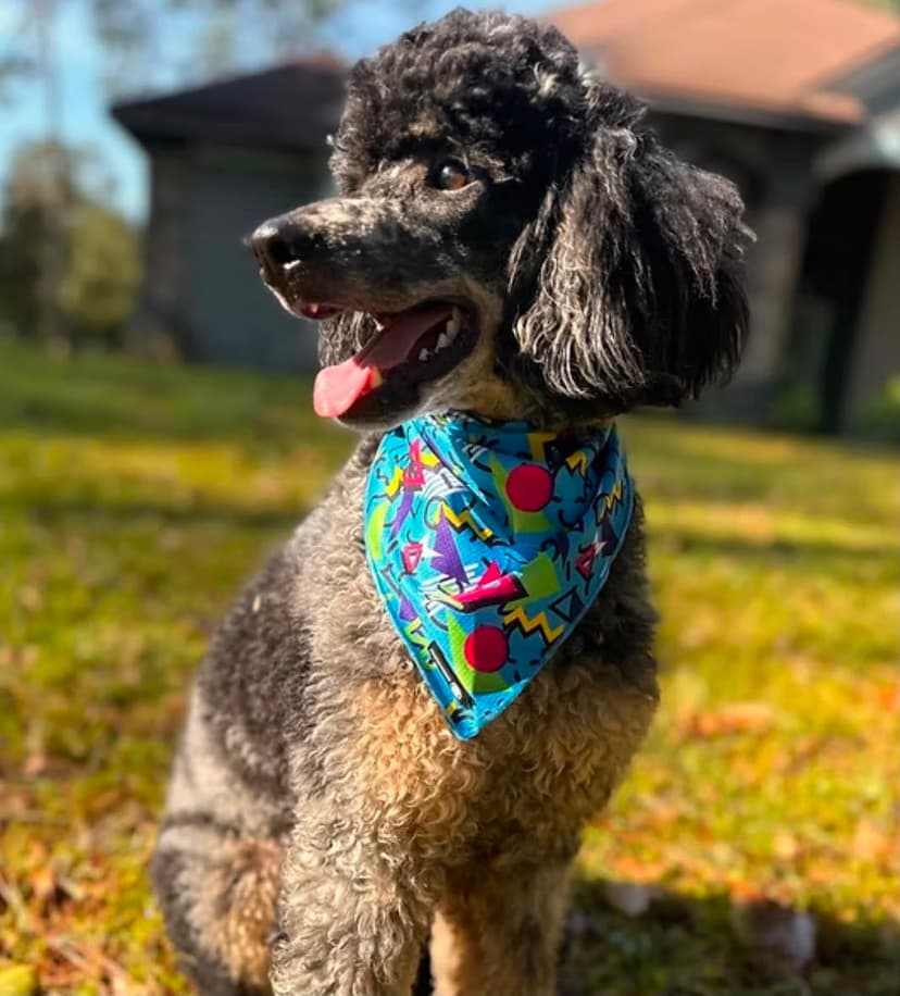 Joker, our Miniature Poodle dad