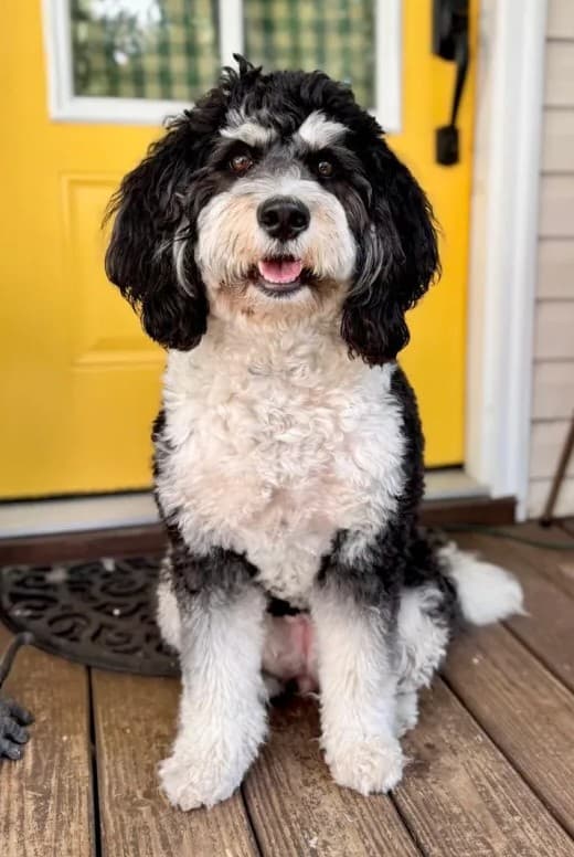 Medli, our Mini Bernedoodle mom
