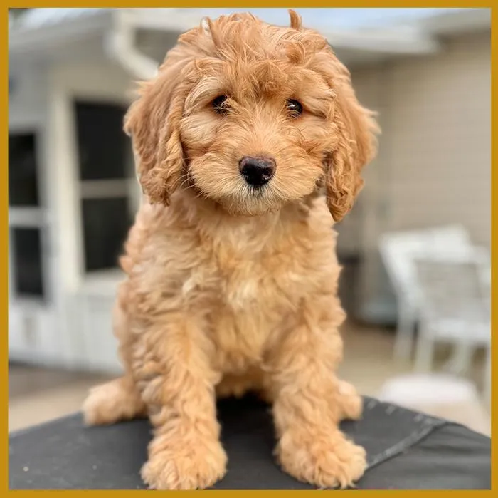Bella from our previous litter