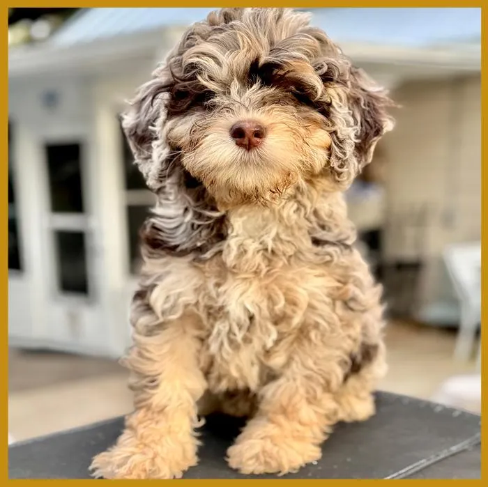 Cammy from our previous litter