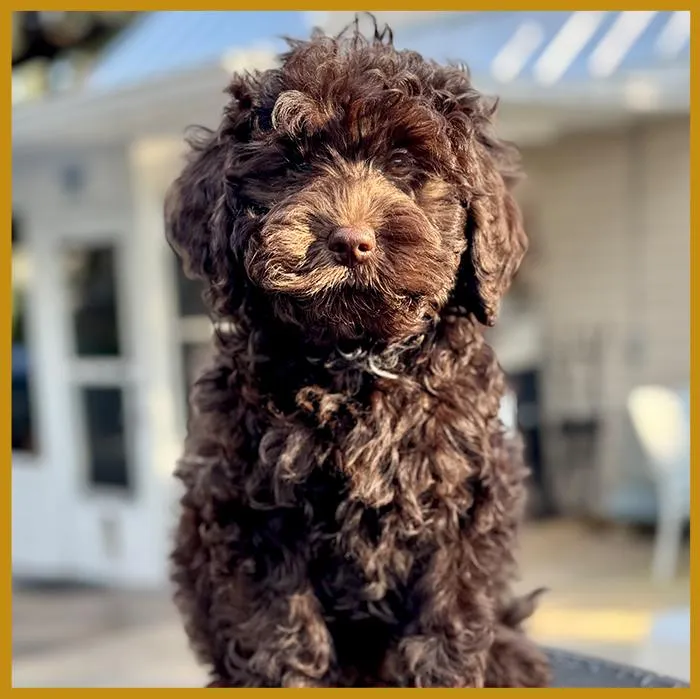 Gracie from our previous litter