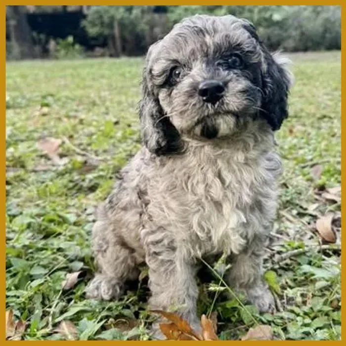Loki from our previous litter