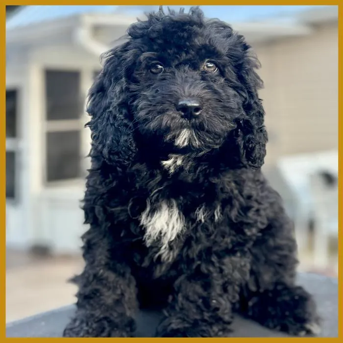 Luna from our previous litter