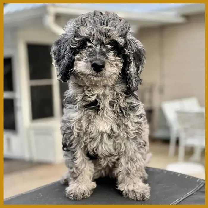 Maisie from our previous litter