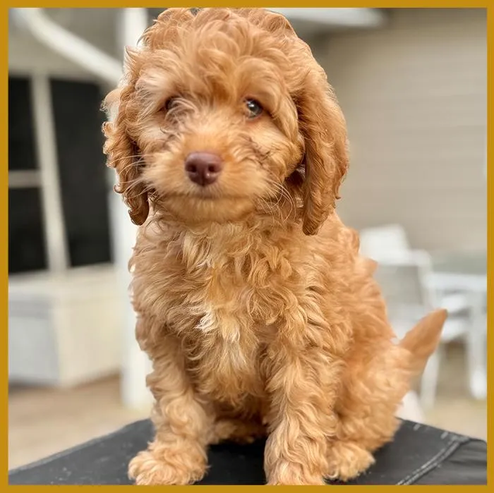 Papohaku from our previous litter
