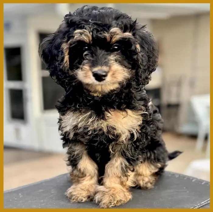 Penny Lane from our previous litter