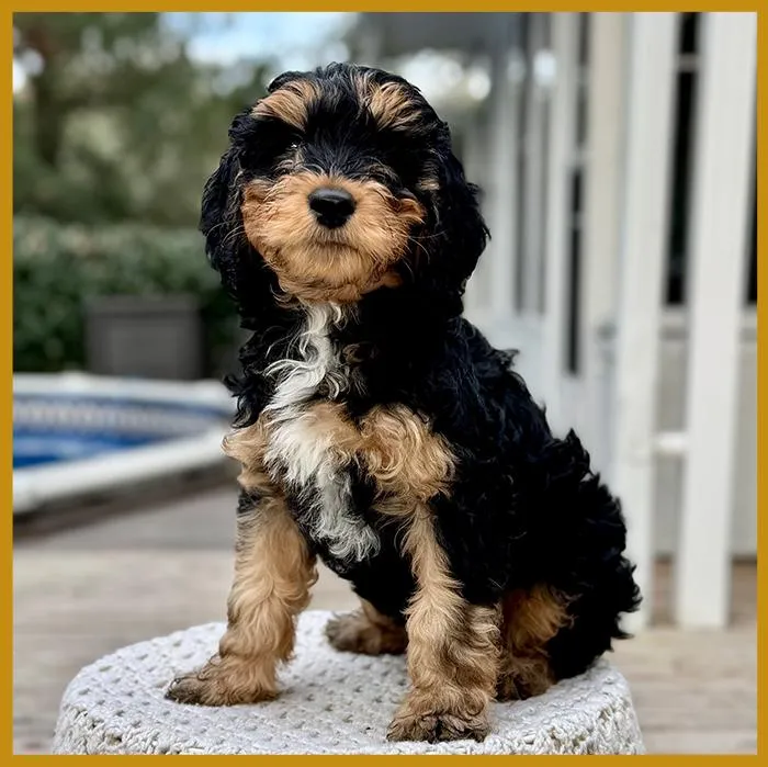 Walley from our previous litter