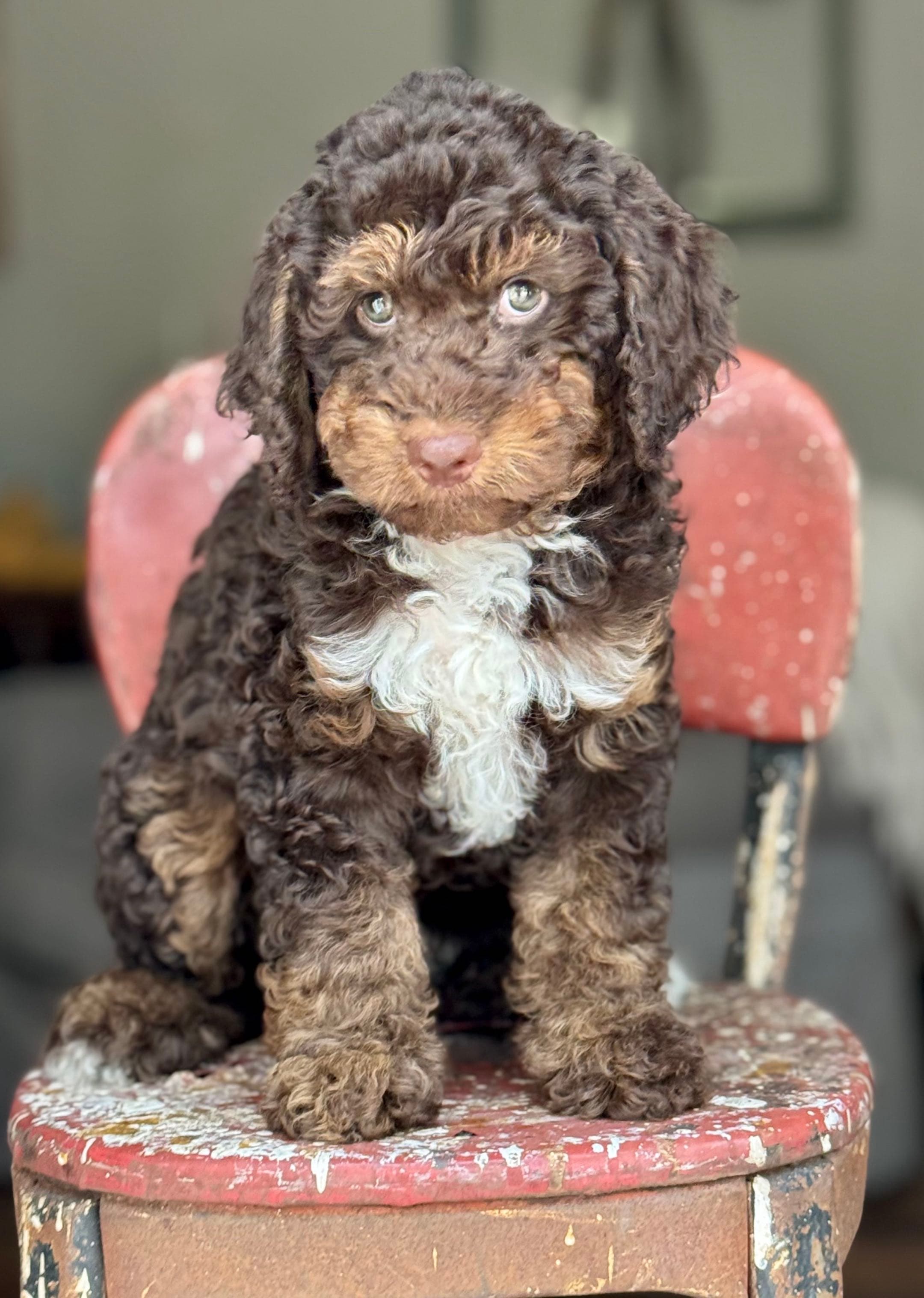 Nina